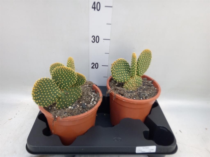 <h4>Opuntia microdasys var. pallida</h4>