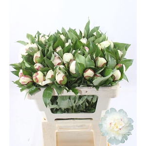 PAEO L FESTIV MAXIMA