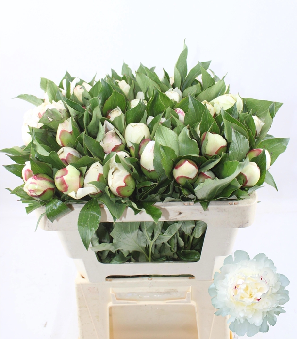 <h4>PAEO L FESTIV MAXIMA</h4>