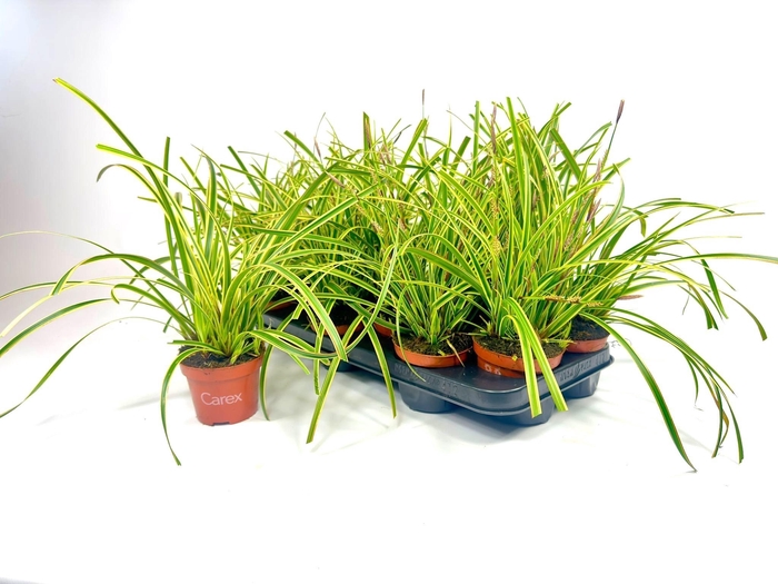 <h4>CARE MORROWII</h4>