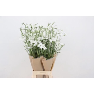 AGROSTEMMA QUEEN WHITE 080CM
