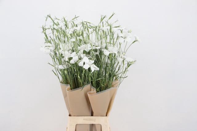 <h4>AGROSTEMMA QUEEN WHITE 080CM</h4>