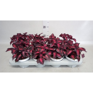 Plectranthus col.   ...