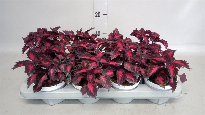 <h4>Plectranthus col.   ...</h4>