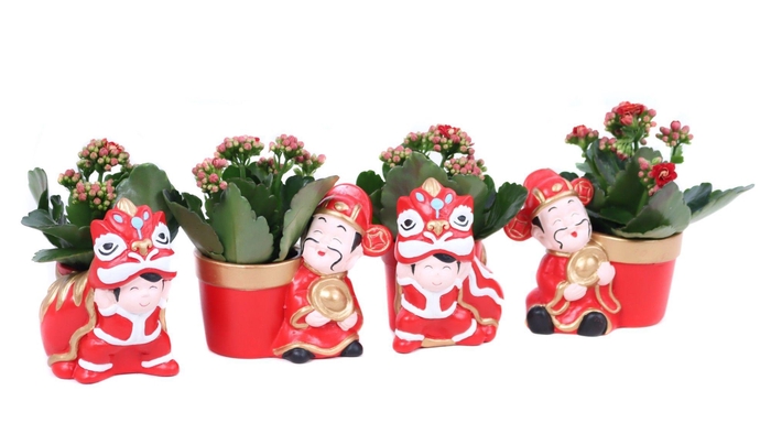 <h4>Kalanchoe rood 6 cm in Chongqing planter</h4>