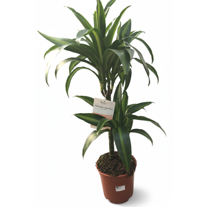 Dracaena overig