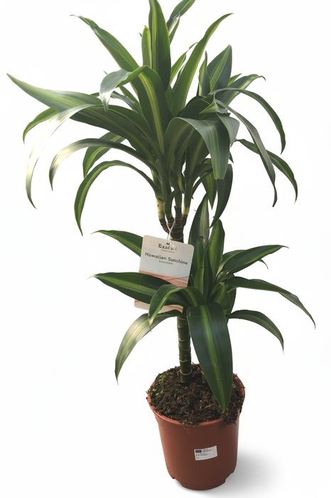<h4>Dracaena overig</h4>