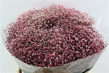 <h4>GYPS KLB H%</h4>