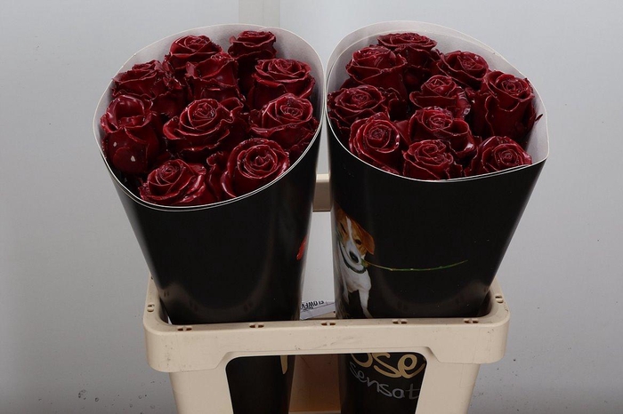 <h4>R Wx Bordeaux W1</h4>