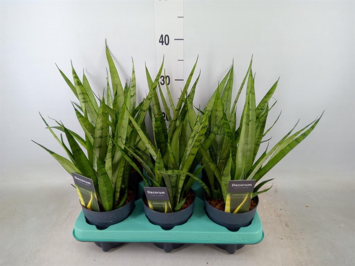 <h4>Sansevieria trifa. ...</h4>