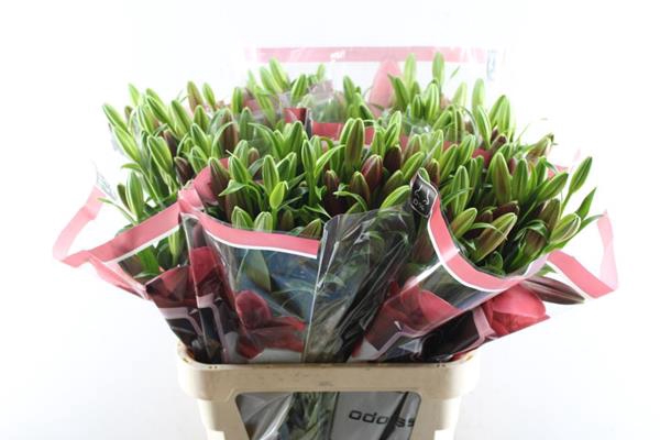 <h4>Li La Modena (rood)</h4>