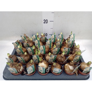 Narcissus DU 'Bridal Crown'