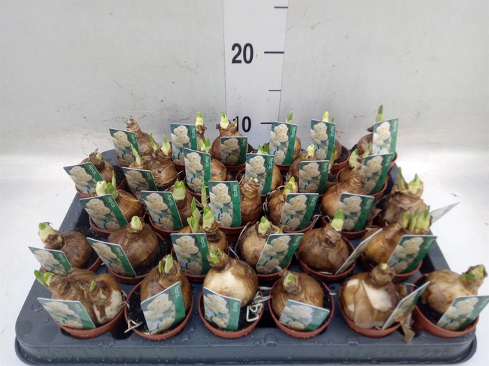 <h4>Narcissus DU 'Bridal Crown'</h4>