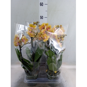 Phalaenopsis multi. 'Limpopo'