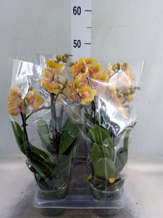 <h4>Phalaenopsis multi. 'Limpopo'</h4>