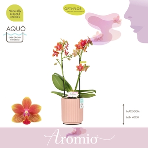 Aromio Tropical 2 spike in Molise Salmon Aquo