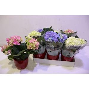 arr8 Arr Hydr M Gem In Keramiek