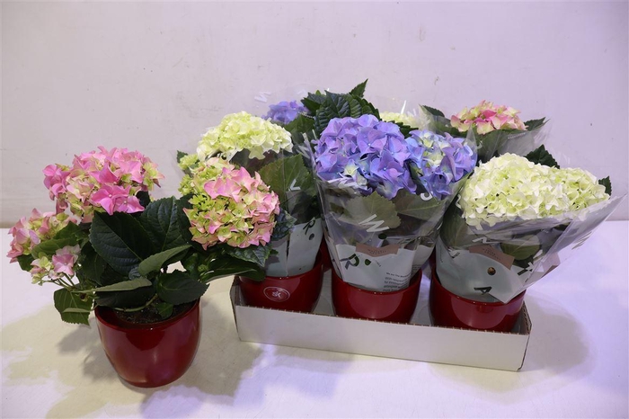 <h4>arr8 Arr Hydr M Gem In Keramiek</h4>