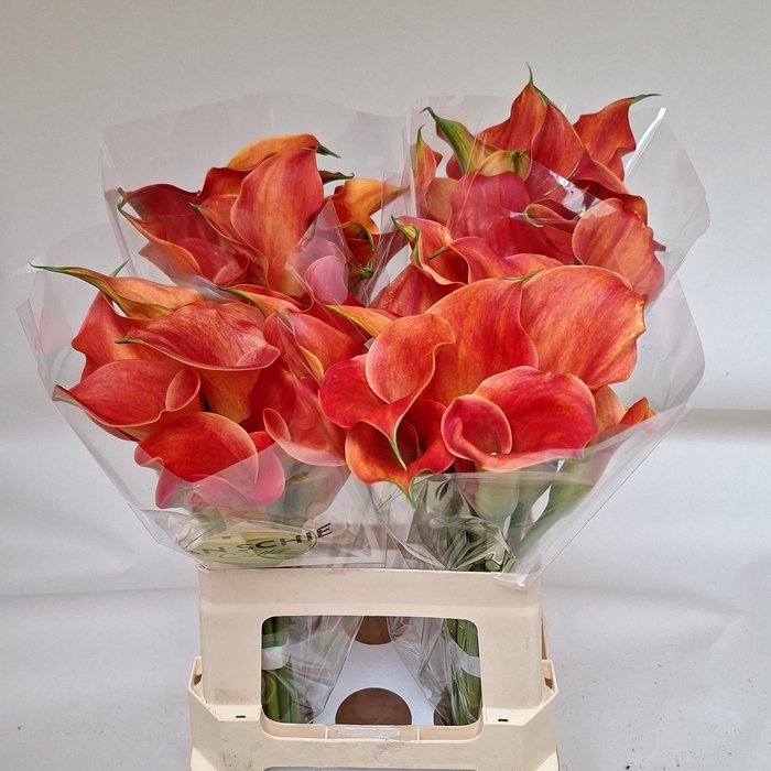 <h4>ZANT SUNSET PASSION</h4>