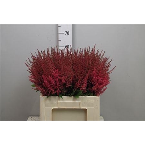 Astil Ar Else Schluc