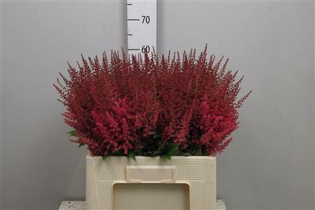 <h4>Astil Ar Else Schluc</h4>