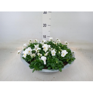 Viola corn. 'Deltini True White'