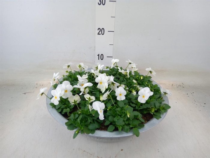 <h4>Viola corn. 'Deltini True White'</h4>