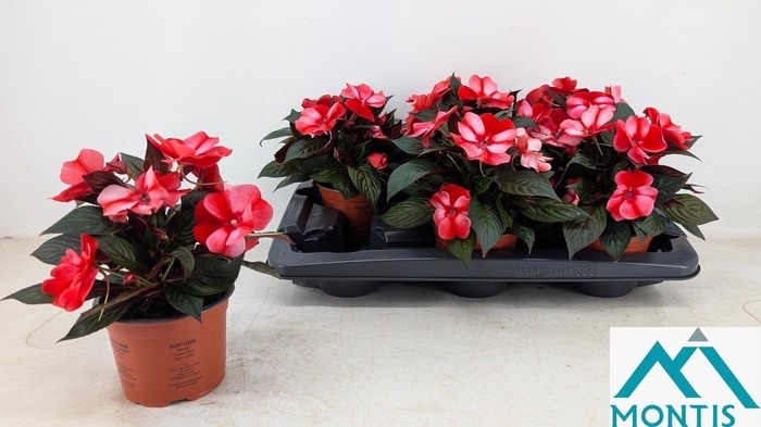 <h4>IMPAT CP CORAL FLAME</h4>