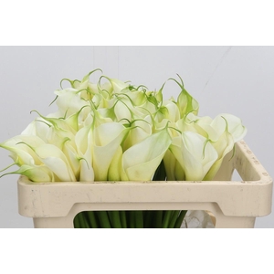 Zantedeschia Eydolls White