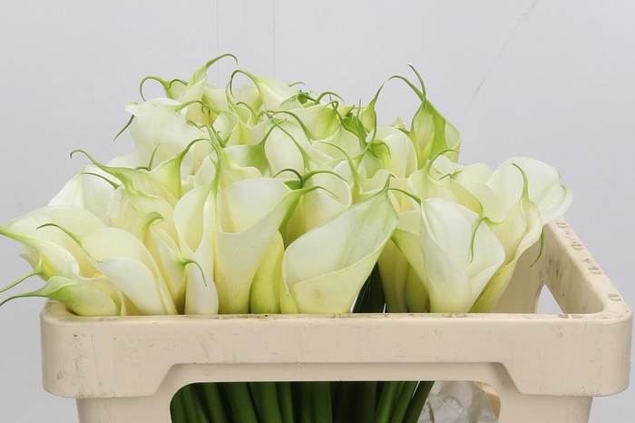 <h4>Zantedeschia Eydolls White</h4>