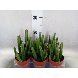 Stapelia leendertziae