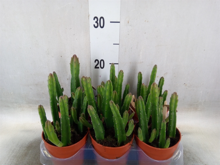 <h4>Stapelia leendertziae</h4>