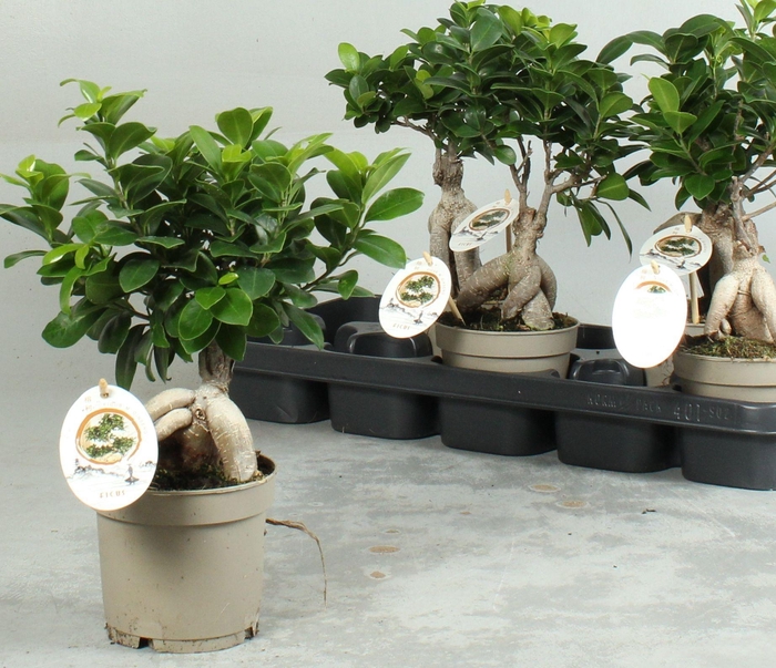 <h4>FIC MI GINSENG</h4>