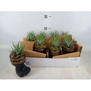 Arr.   Kamerplant Groen L%