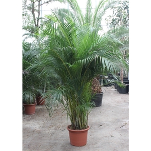 Dypsis lutescens (Areca)