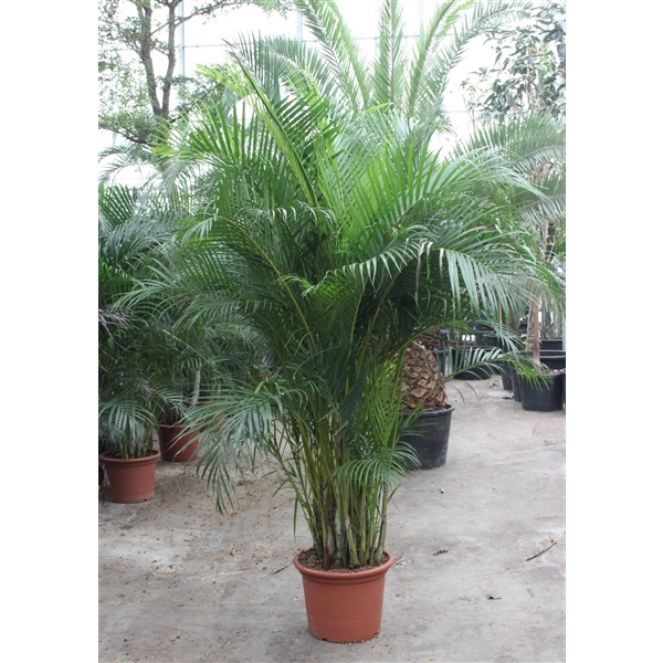 <h4>Dypsis lutescens (Areca)</h4>