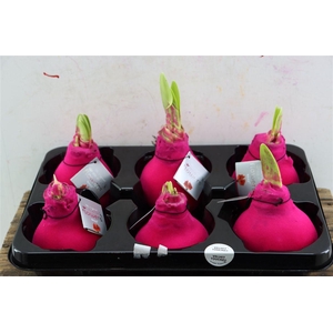 Wax Hipp Velvet Hot Pink