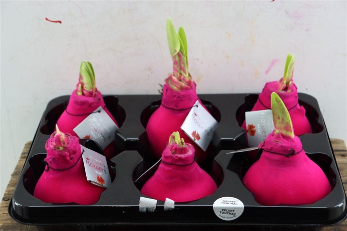 <h4>Wax Hipp Velvet Hot Pink</h4>