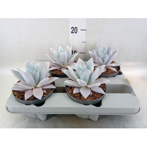 Echeveria  'Mexican Giant'