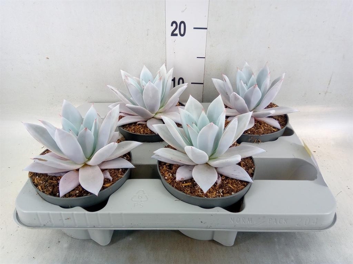 <h4>Echeveria 'Mexican Giant'</h4>