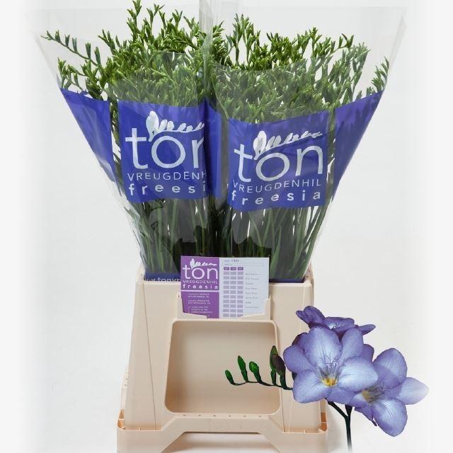 <h4>Freesia enk Blue Moon</h4>