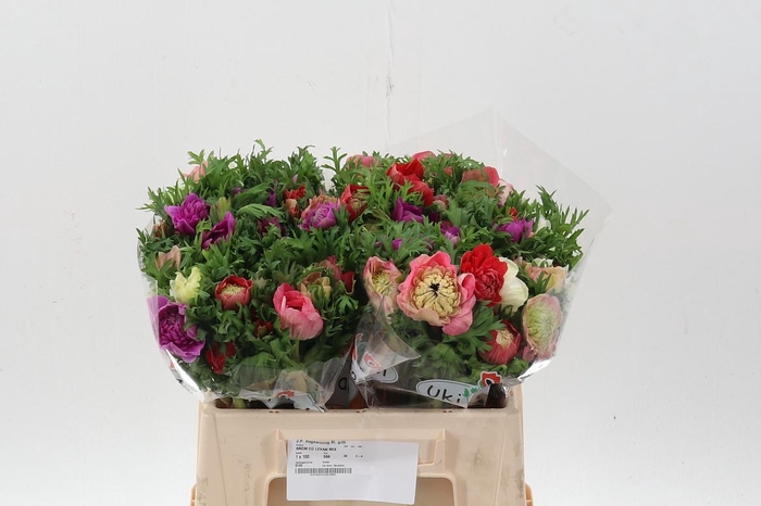 <h4>Anem Co Levan Mix</h4>