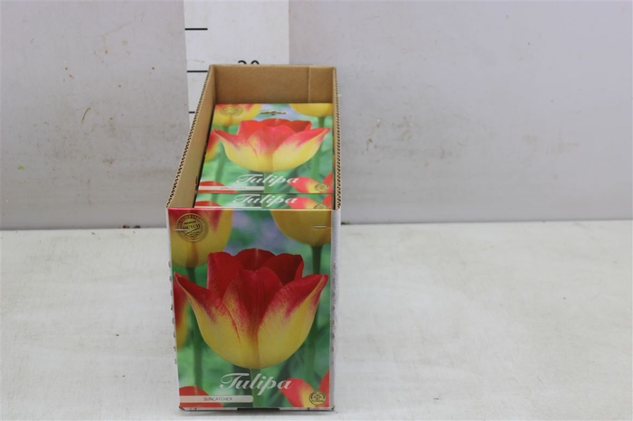 Bol Tulp Suncather 10 Zakjes X7