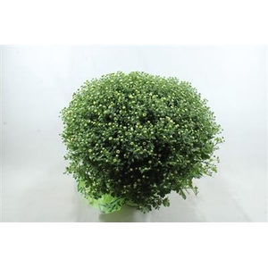 Potchrysanten Xxl Mix