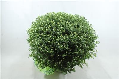 <h4>Potchrysanten Xxl Mix</h4>