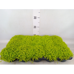 Soleirolia soleirolii 'Aurea'