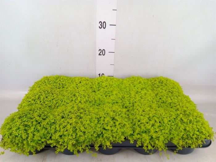 <h4>Soleirolia soleirolii 'Aurea'</h4>