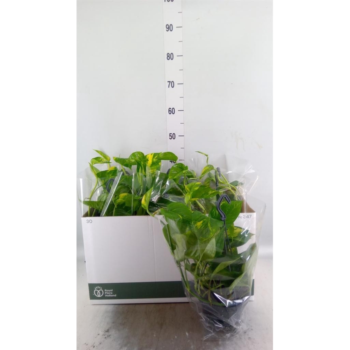 <h4>Epipremnum pinn.   HG</h4>
