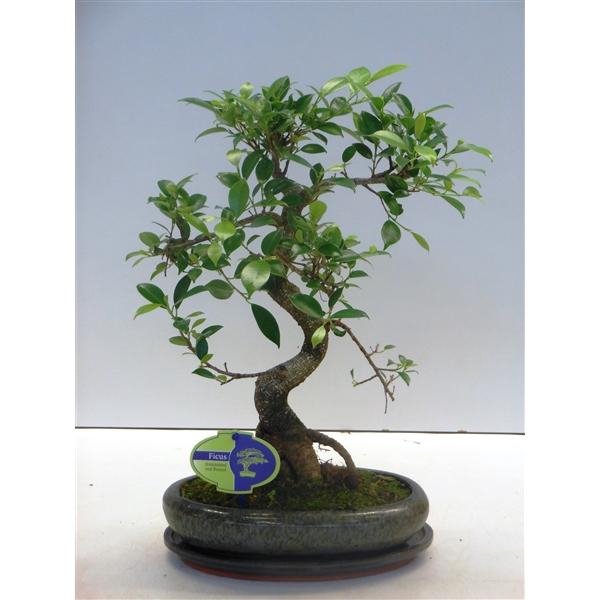 <h4>Ficus retusa, 24cm., shape, with drip tray</h4>