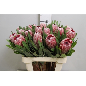 Protea Pink Ice